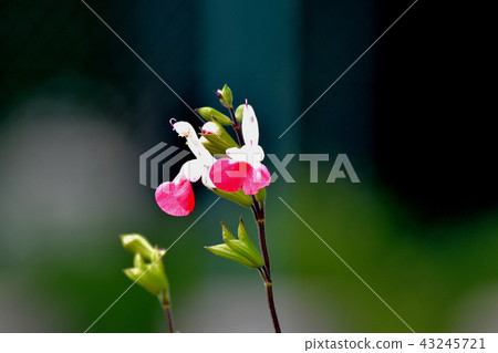 Salvia microfilla blooming in Mitaka Nakahara 43245721