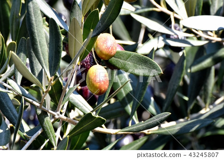 Olive fruit becoming Mitaka Nakahara 43245807