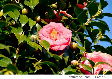 Yabutsubaki blooming in Mitaka Nakahara Yabutsubaki blooming in Mitaka Nakahara 43245808