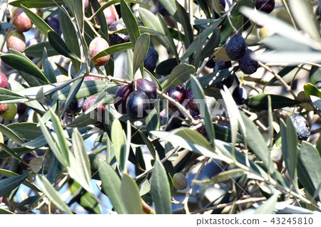 橄欖果成為三鷹中原 43245810