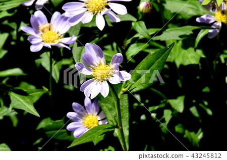 開花在Mikasa Nakahara的淺紫色的nokon giku 43245812