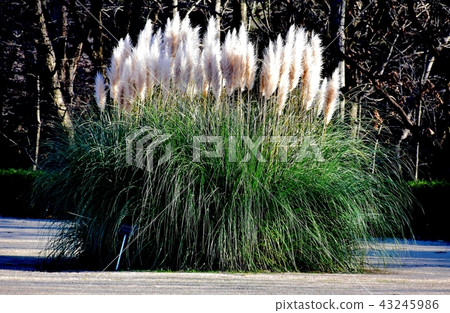 Pampas grass blooming in Chofu botanical garden Pampas grass blooming in Chofu botanical garden 43245986