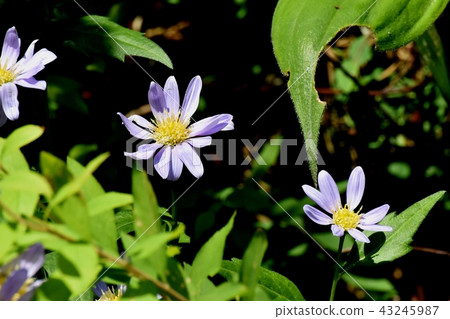 開花在Mikasa Nakahara的淺紫色的nokon giku 43245987