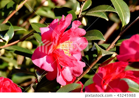 紅色Yabutsubaki（Kantsubaki）盛開在三鷹中原 43245988