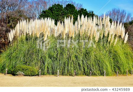 開花在調味料植物園裡的蒲葦 43245989