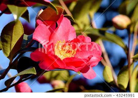Red Yabutsubaki (Kantsubaki) Blooming in Mitaka Nakahara 43245991