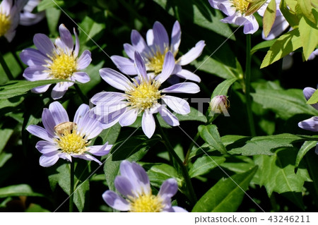 開花在Mikasa Nakahara的淺紫色的nokon giku 43246211