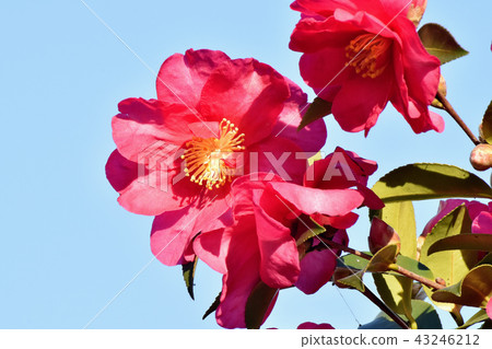 Red Kantsubaki (Yabutsubaki) blooming in Mitaka Nakahara Red Kantsubaki (Yabutsubaki) blooming in Mitaka Nakahara 43246212