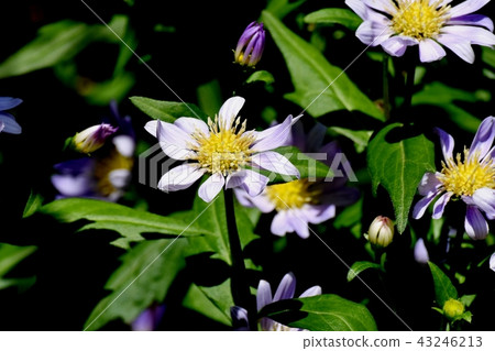 A light purple nokon giku blooming in Mikasa Nakahara 43246213
