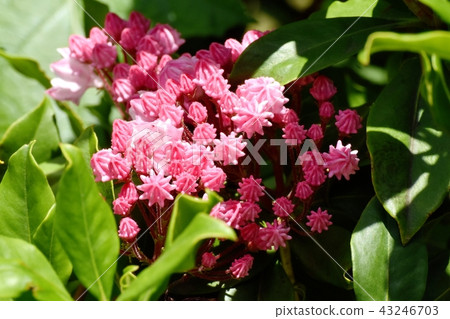 Karmia盛開在三鷹中原（美國杜鵑花） 43246703