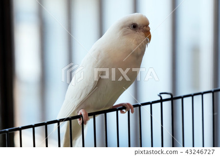 Inco Albino 43246727