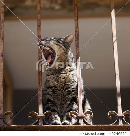 Yawning cat on a balcony 43246811