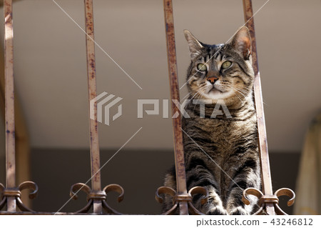 Cute cat on a balcony 43246812