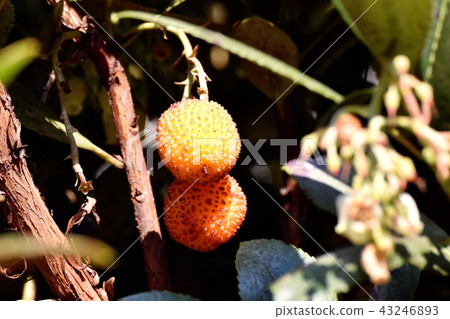Fruit of strawberry becoming Mitaka Nakahara 43246893