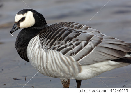 Barnacle goose Barnacle goose 43246955