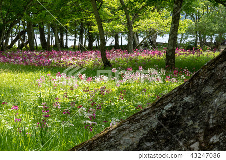 Kinsou and Lake Chuzenji Kinsou and Lake Chuzenji 43247086
