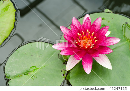Beauty of Water Lily in the pond Beauty of Water Lily in the pond 43247115