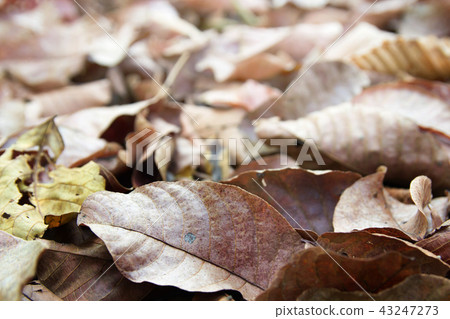 Background of autumn leaves dry on forest floor. Background of autumn leaves dry on forest floor. 43247273