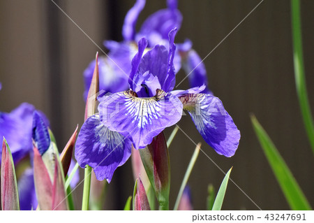 The blue iris blooming in Mitaka Nakahara 43247691