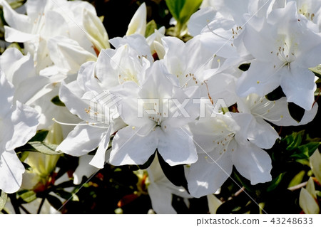開花在三鷹中原的白色杜娟花 開花在三鷹中原的白色杜娟花 43248633
