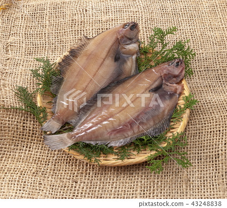 柳乾魚 43248838
