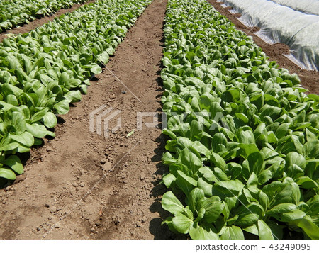 Chinese cabbage field Chinese cabbage field 43249095
