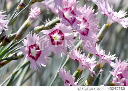 Nadesico在三鷹中原開花 Nadesico在三鷹中原開花 43249380