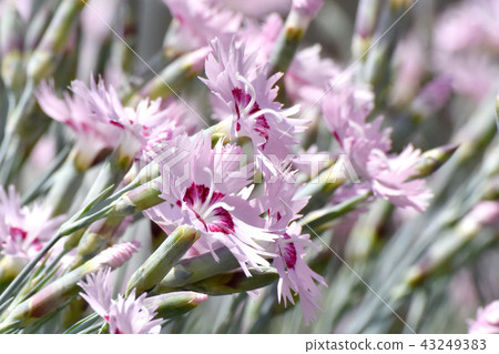 Nadesico在三鷹中原開花 43249383