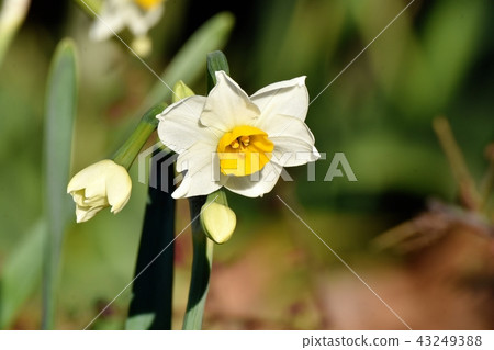 盛開在三鷹中原（Nihon-zusen）的白水仙 43249388