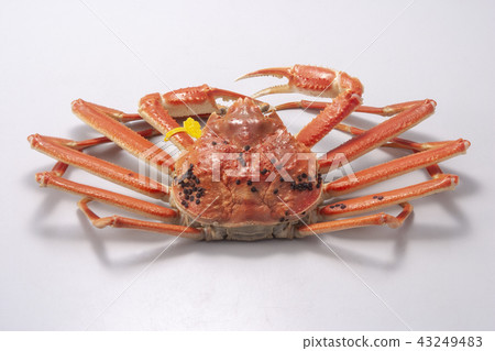 Echizen is tagged 43249483