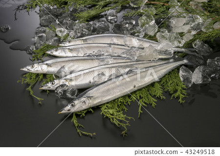 秋刀魚 43249518