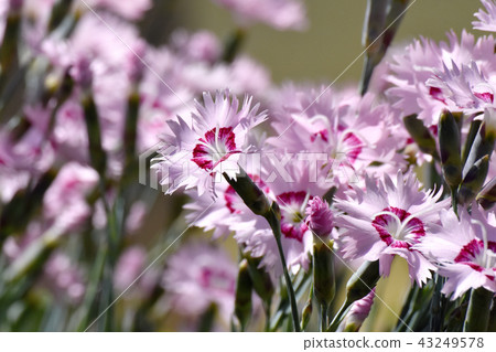 Nadesico blooming in Mitaka Nakahara 43249578