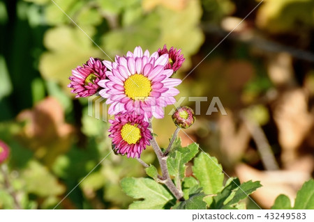 粉紅色噴霧極客（噴霧媽媽）盛開在三鷹中原 43249583