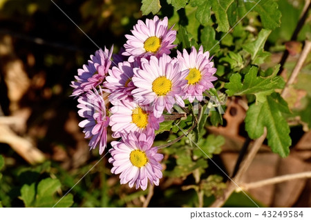 粉紅色噴霧極客（噴霧媽媽）盛開在三鷹中原 43249584