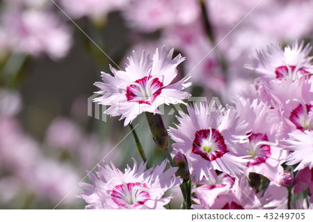 Nadesico在三鷹中原開花 Nadesico在三鷹中原開花 43249705