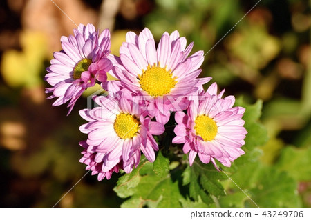 Pink Spray Geek (Spray Mum) Blooming in Mitaka Nakahara 43249706