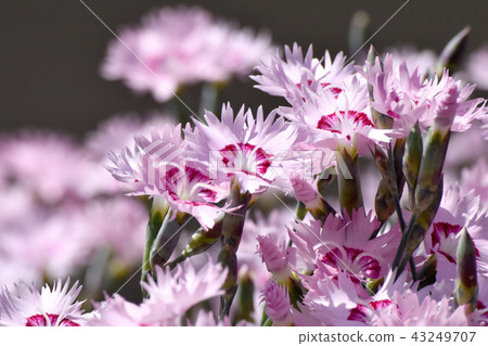 Nadesico blooming in Mitaka Nakahara 43249707