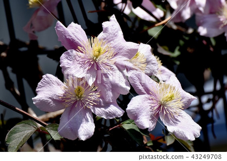 Purple Clematis blooming in Mitaka Nakahara 43249708