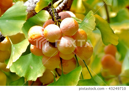 Ginkgo to become the Mitaka Sengawa adjacent park 43249710