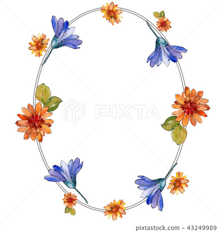 Watercolor colorful african daisy flower. Floral botanical flower. Frame border ornament square. Watercolor colorful african daisy flower. Floral botanical flower. Frame border ornament square. 43249989