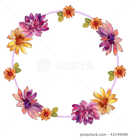 Watercolor colorful african daisy flower. Floral botanical flower. Frame border ornament square. Watercolor colorful african daisy flower. Floral botanical flower. Frame border ornament square. 43249990