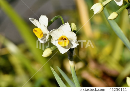 White narcissus blooming in Mitaka Nakahara (Nihon-zusen) White narcissus blooming in Mitaka Nakahara (Nihon-zusen) 43250111
