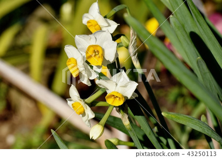 White narcissus blooming in Mitaka Nakahara (Nihon-zusen). White narcissus blooming in Mitaka Nakahara (Nihon-zusen). 43250113