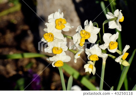 White narcissus blooming in Mitaka Nakahara (Nihon-zusen) 43250118