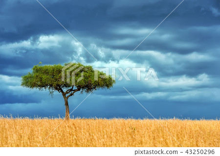 Landscape with nobody tree in Africa Landscape with nobody tree in Africa 43250296