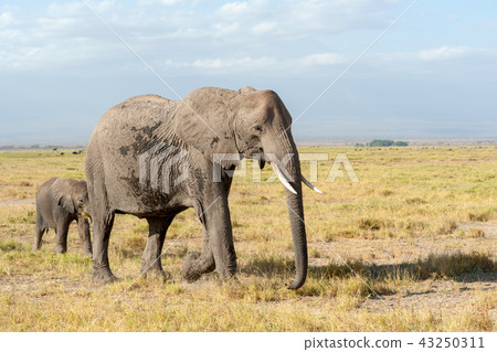 Elephant in National park of Kenya 43250311