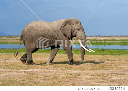 Elephant in National park of Kenya Elephant in National park of Kenya 43250314