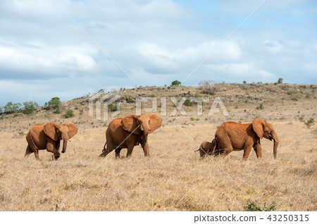 Elephant in National park of Kenya Elephant in National park of Kenya 43250315