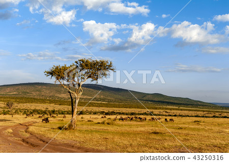 Landscape with nobody tree in Africa Landscape with nobody tree in Africa 43250316
