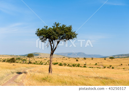 Landscape with nobody tree in Africa Landscape with nobody tree in Africa 43250317